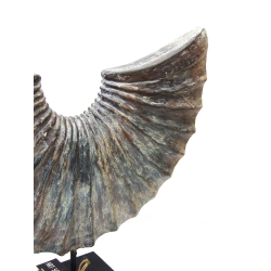 Dekoracja Ozdoba Muszla betonowa Mystic 50cm